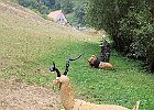 IMG 3744
