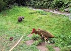 IMG 3746